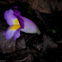 Christisonia tricolor Gardner